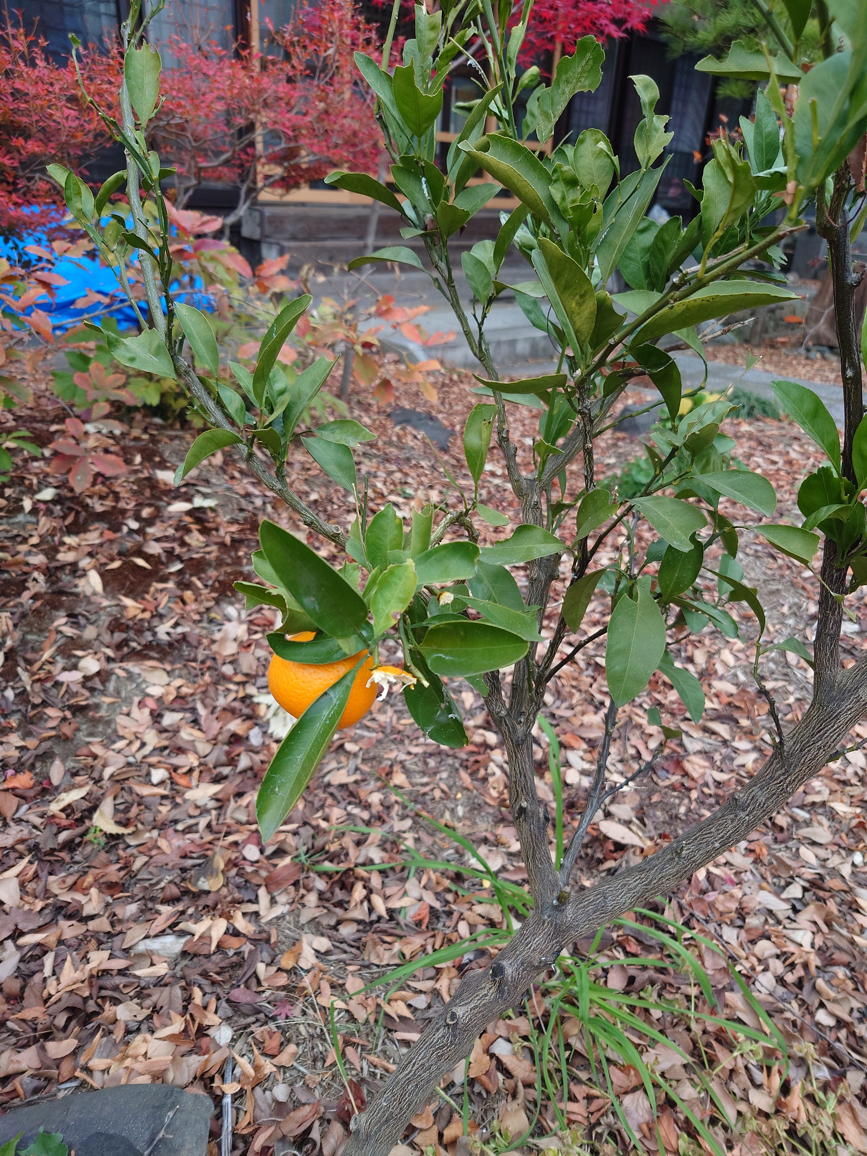 みかんが盗まれる…